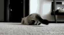 Cat Butt GIF - Wiggle Shake Booty GIFs