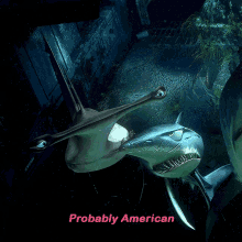 finding nemo anchor probably american american hammerhead shark