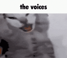a close up of a cat with the words `` the voices '' written on it .