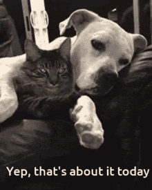 Snuggles Dog And Cat Love GIF - Snuggles Dog And Cat Love Lazy Day GIFs
