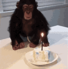 Monkey Birthday GIF - Monkey Birthday Candle GIFs
