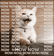 Now Now Cat GIF - Now Now Cat Now Now GIFs