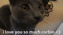I Love You So Much Corbin Cat GIF - I Love You So Much Corbin Cat GIFs