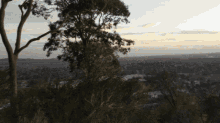 Gussybean View GIF - Gussybean View Over Looking GIFs