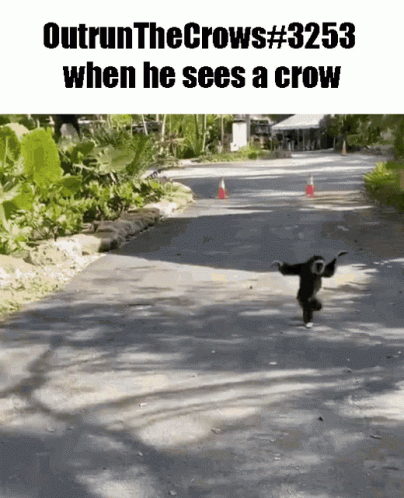 crows before hoes gif