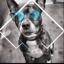 Cool Dogs GIF - Cool Dogs GIFs