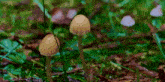 a group of mushrooms growing in the grass .