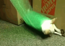Bubblewrap Dog GIF - Dog Roll Roll Over GIFs