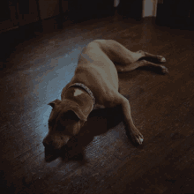 Whos There Glaive GIF - Whos There Glaive All Dogs Go To Heaven Song GIFs
