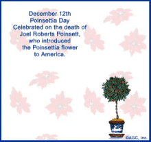 Happy Poinsettia Day December12th GIF - Happy Poinsettia Day December12th Poinsettia GIFs