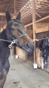 Horse Gouser GIF - Horse Gouser Tongue GIFs