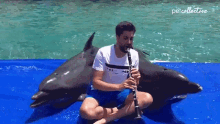 Guys And Dolphins Playing Flute GIF - Guys And Dolphins Playing Flute Singing GIFs