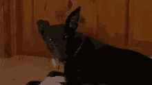 Dog Reaction Greyhound GIF - Dog Reaction Greyhound Lurcher GIFs