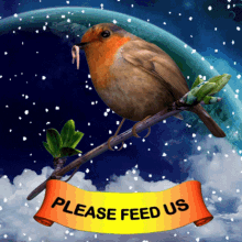 Please Feed Us Bird Food GIF - Please Feed Us Bird Food Bird Feed GIFs