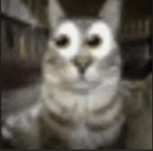 a blurry picture of a cat that looks like a owl