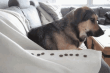 a dog is laying on a couch next to a pile of coins .