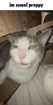 a gray and white cat with a pink nose is sitting on top of a cardboard box .