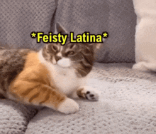 a cat is laying on a couch with the caption " feisty latina "