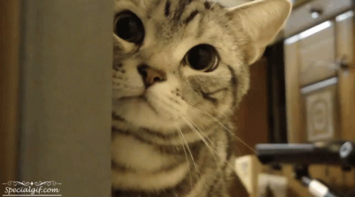 Gato Fisgon GIF - Cat Curious Peek GIFs