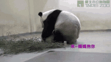 媽媽帶圓仔去睡覺 Mum Carrying Panda Cub Yuan-zai To Bed Taipei Zoo GIF - 睡覺打盹sleept Sleep Nap Doze Off GIFs