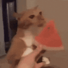 a cat is eating a slice of watermelon with a person holding it .