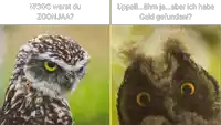 a close up of an owl 's face and a close up of an owl 's head