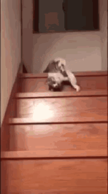 Cat Stairs GIF - Cat Stairs Fall GIFs
