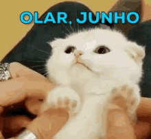 Junho / Gatinho / Gatíneo / Calendário GIF - June Cat Kitten GIFs