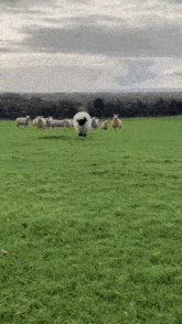 a herd of sheep are standing in a grassy field .