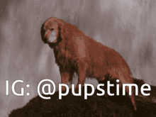 a picture of a dog standing on top of a pile of dirt with the words ig @pupstime below it