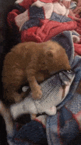 Cat New Toy GIF - Cat New Toy Fish Toy GIFs