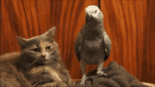 parrot cat bother funny audio