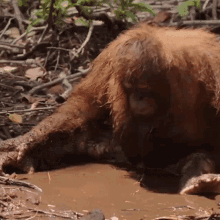 Orangutang Monkey GIF - Orangutang Monkey Funny GIFs