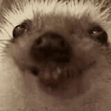 Hedgehog Smile GIF - Hedgehog Smile Laugh GIFs