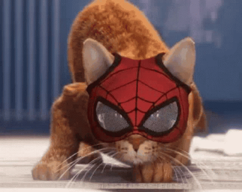Spider Cat GIFs | Tenor
