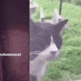 Singing Tuxedo Cat Meme Wawawa Cat Singing Meme GIF - Singing Tuxedo Cat Meme Wawawa Cat Singing Meme GIFs