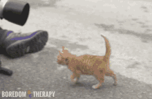 Red Kitty Cat GIF - Red Kitty Cat Photo GIFs
