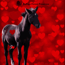 Valentines Day Dupage GIF - Valentines Day Dupage Dupage Forest GIFs