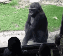 L GIF - Gorilla Scared Funny GIFs