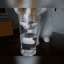 Thirsty Cat GIF