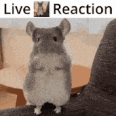 Live Chinchilla Reaction GIF - Live Chinchilla Reaction GIFs