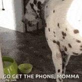 Dalmatian 101 GIF - Dalmatian 101 Peanut GIFs