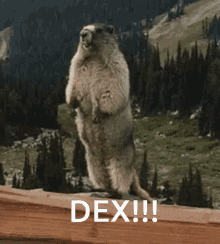 Dex Scream GIF - Dex Scream Marmot GIFs