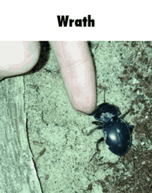 Beetle Mobile GIF - Beetle Mobile GIFs