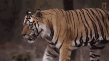 Roaming Tiger Tigers101 GIF - Roaming Tiger Tigers101 Nat Geo Wild GIFs