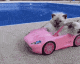 Cat Car GIF - Cat Car Love GIFs
