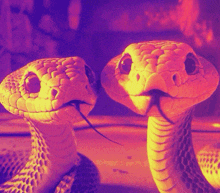 Snakes Hanging Out GIF - Snakes Hanging Out Yay GIFs