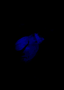 Aesthetic Rose GIF - Aesthetic Rose Blue GIFs