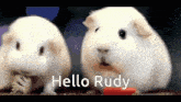 Guinea Pig Rudy GIF - Guinea Pig Rudy Hello Rudy GIFs