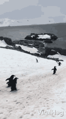 waddle viralhog penguin rush walk